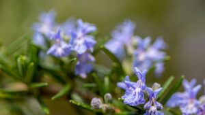 Close-up of blue blossoms of rosemary (rosmarinus officialis)