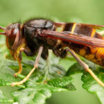 scientists-deploy-micro-transmitters-to-combat-asian-hornet-threat