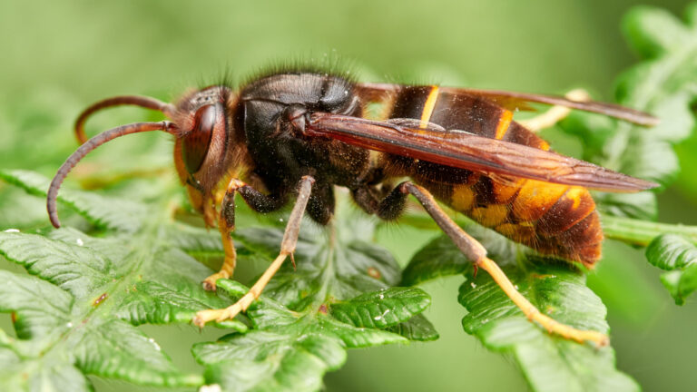 scientists-deploy-micro-transmitters-to-combat-asian-hornet-threat