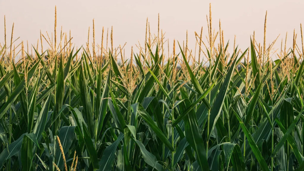 scientists-develop-bioplastics-from-agricultural-materials