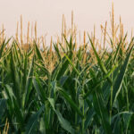 scientists-develop-bioplastics-from-agricultural-materials