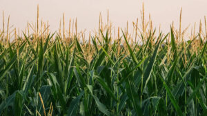 scientists-develop-bioplastics-from-agricultural-materials