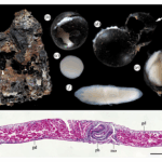 scientists-discover-flatworm-cocoons-at-6-176-meters-depth