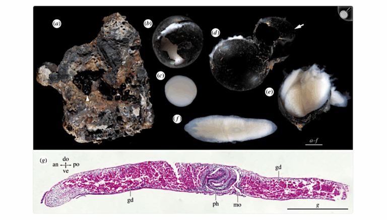 scientists-discover-flatworm-cocoons-at-6-176-meters-depth