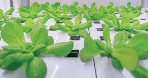 scientists-engineer-score-protein-for-enhanced-plant-pathogen-defense