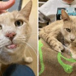senior-cat-archie-finds-forever-home-after-abandonment-journey