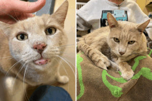 senior-cat-archie-finds-forever-home-after-abandonment-journey