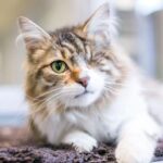 supporting-pets-through-vision-loss-tips-for-owners