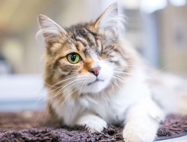 supporting-pets-through-vision-loss-tips-for-owners