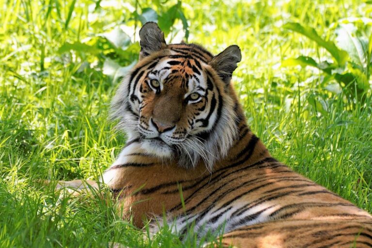 tiger-trainer-killed-in-fatal-mauling-at-oklahoma-preserve