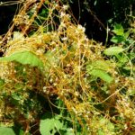urgent-alert-dodder-plant-sniffs-out-hosts-threatens-gardens