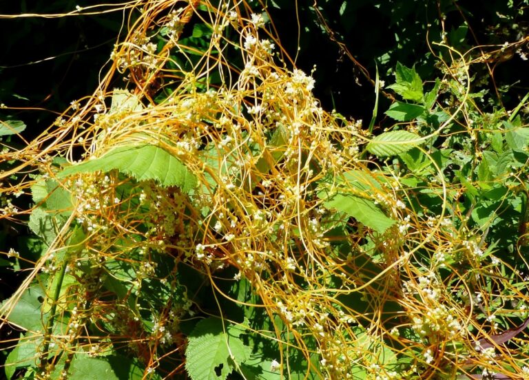 urgent-alert-dodder-plant-sniffs-out-hosts-threatens-gardens