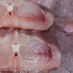 urgent-alert-mislabeled-endangered-shark-meat-on-u-s-market