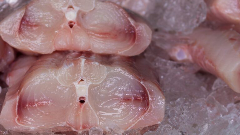 urgent-alert-mislabeled-endangered-shark-meat-on-u-s-market