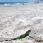 urgent-alert-south-florida-faces-iguana-invasion-threatening-gardens