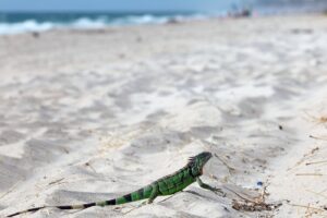 urgent-alert-south-florida-faces-iguana-invasion-threatening-gardens