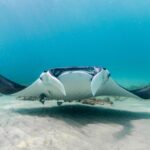 urgent-call-for-change-after-manta-ray-capture-outrage