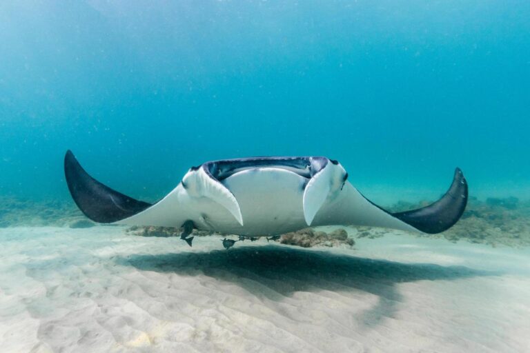 urgent-call-for-change-after-manta-ray-capture-outrage