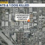 urgent-fire-claims-lives-of-32-cats-and-a-dog-in-long-beach