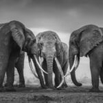 urgent-rare-super-tuskers-face-extinction-amid-poaching-crisis