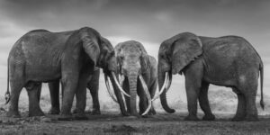 urgent-rare-super-tuskers-face-extinction-amid-poaching-crisis