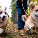 veterinarian-reveals-optimal-dog-walking-routine-for-all-breeds