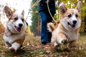 veterinarian-reveals-optimal-dog-walking-routine-for-all-breeds