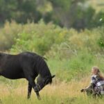 woman-strives-to-rescue-abandoned-wild-horse-near-florence