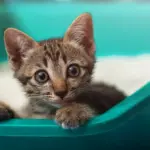 addressing-cat-litter-box-issues-solutions-for-happy-pets