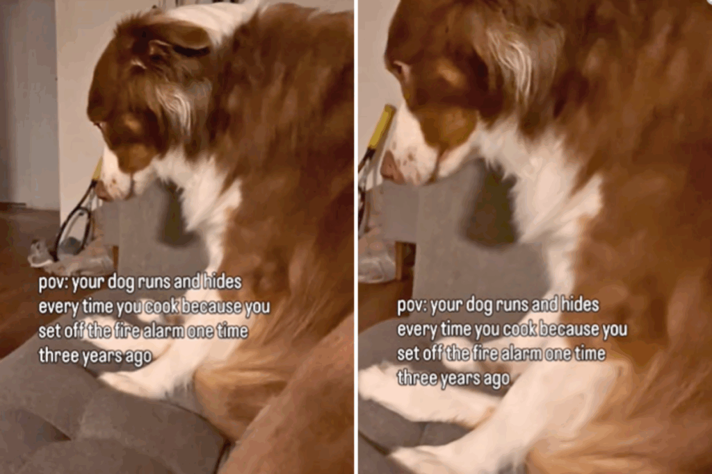 australian-shepherd-s-cooking-alarm-dog-hides-when-owner-cooks