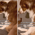 australian-shepherd-s-cooking-alarm-dog-hides-when-owner-cooks