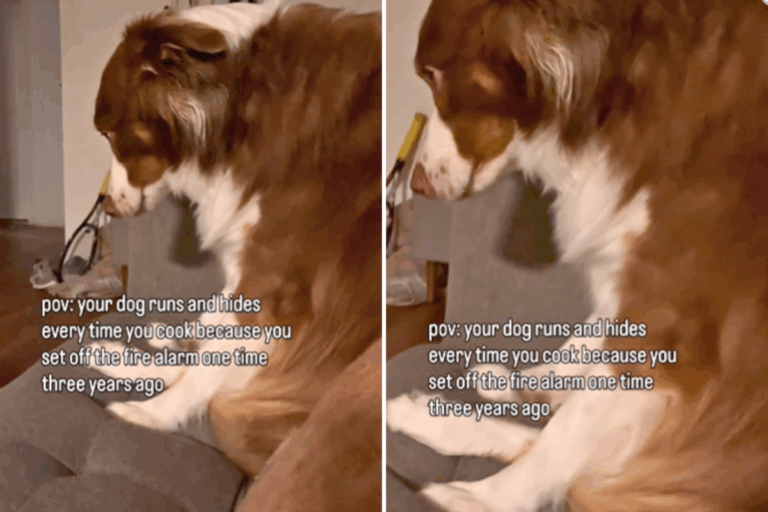 australian-shepherd-s-cooking-alarm-dog-hides-when-owner-cooks