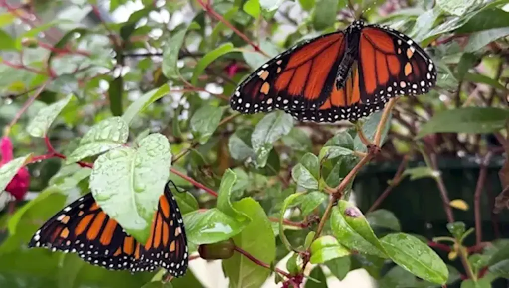 butterfly-season-2-announced-following-first-season-success