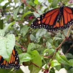 butterfly-season-2-announced-following-first-season-success
