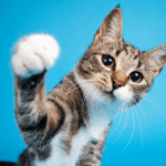 california-bans-declawing-cats-in-landmark-law-signed-by-newsom