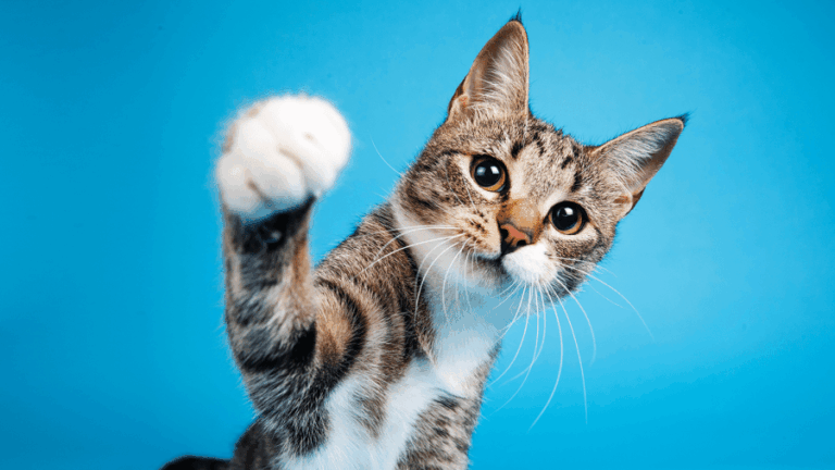 california-bans-declawing-cats-in-landmark-law-signed-by-newsom