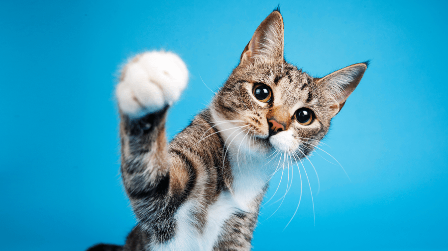 california-bans-declawing-cats-in-landmark-law-signed-by-newsom