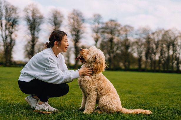 canine-expert-reveals-effective-recall-training-techniques-on-tiktok