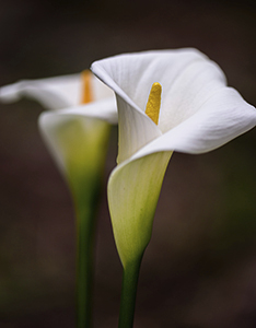 community-remembers-douglas-allen-werner-after-his-passing