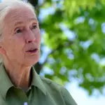 dr-jane-goodall-passes-away-at-91-cause-revealed-as-cardiac-arrest