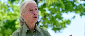 dr-jane-goodall-passes-away-at-91-cause-revealed-as-cardiac-arrest