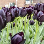 finalists-for-2026-tulip-queen-crown-announced-at-pella-event