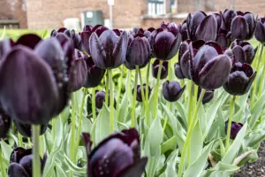 finalists-for-2026-tulip-queen-crown-announced-at-pella-event