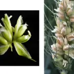 genetic-breakthrough-could-triple-wheat-grain-yields