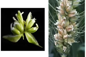 genetic-breakthrough-could-triple-wheat-grain-yields