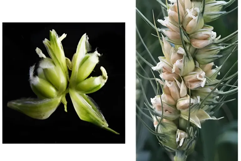 genetic-breakthrough-could-triple-wheat-grain-yields