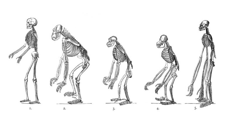 genetic-discoveries-reveal-how-early-humans-walked-upright