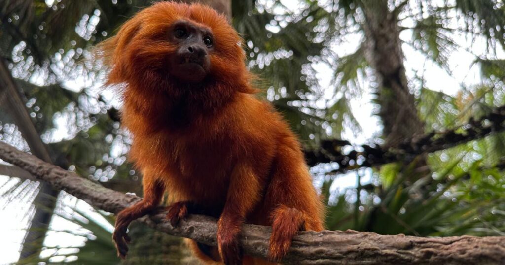 golden-lion-tamarins-and-sloths-find-new-home-at-palm-beach-zoo