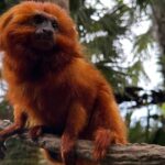 golden-lion-tamarins-and-sloths-find-new-home-at-palm-beach-zoo