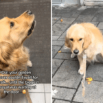 golden-retriever-s-heartwarming-reaction-to-grooming-betrayal